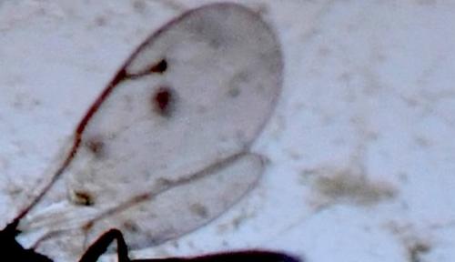 Nephelomalus conspersus